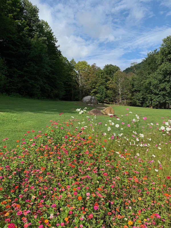 Yard After Renovation